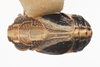 Habitus, dorsal view: !! display not done !! on Protrocha orbiculata (Ball, 1935): (Observation).