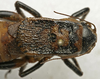 CollectionObject 1535950; afed8fef-3e07-4bca-b9c6-b7c7c4591a2c: male pronotum, dorsal view. (CollectionObject).
