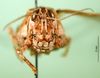 CollectionObject 1571182; e3164813-8f36-49e0-854f-6122e0c0d8ca: female, frontal view (syntype of Karasicola oertendali). (CollectionObject).