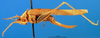 CollectionObject 1501742; 4dc6938a-d61c-4e18-83be-bdee46f3dcce, DORSA BT000032S01: female, lateral view (paratype). (CollectionObject).