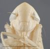 Head on Arocephalus (Arocephalus) languidus (Flor, 1861): Head. (Observation).