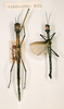 CollectionObject 1560547; 722199e6-6713-481b-8eea-ed5f877172f8: copyright NHRS, Stockholm. female (holotype, on left). (CollectionObject).