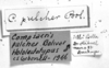 CollectionObject 1535759; a07f44e2-b91c-4ed5-8d33-c1c2050e907f: labels (syntype). (CollectionObject).