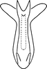 Aedeagus, ventral view on Erythroneura vaga Johnson, 1934: Aedeagus, ventral view. (Observation).