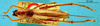 CollectionObject 1516752; 93aa3b64-2084-4f1d-a50d-dc0a6d908732: female, dorsal view (holotype). (CollectionObject).