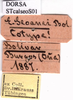 CollectionObject 1530823; 12f23fb9-7f6c-4ab3-9ed7-baf281442476: labels (allegedly syntype of Ephippiger seoanei). (CollectionObject).