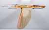 CollectionObject 1590071; f2b77b92-d661-4edc-b3f6-3668100ad168: copyright Oskar Conle. female, ventral view (paratype). (CollectionObject).