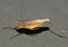 Orphula pagana (Stål, 1861): male. (Otu).