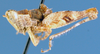 Nepiothericles minimus Descamps, 1977: male, lateral view. (Otu).