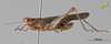 CollectionObject 2243732; 7cbcacbc-4e8f-48bb-a03d-632d2adea8f0, Unioeste Cascavel K-0850: Male, lateral view. (CollectionObject).
