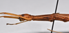CollectionObject 1559854; NTUC 742, others barcoded, 616422ea-83f3-438c-83a2-d178842e7333: copyright NTUC. female: head and thorax, lateral view (syntype). (CollectionObject).