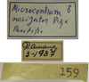 CollectionObject 1542959; 971944db-c302-4656-842e-7079481d34e4: male, labels (paratype). (CollectionObject).