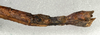 CollectionObject 1557699; NMW 520, 217dd5f2-765a-4573-bb01-b4515253a467: copyright NMW, Vienna. female: end of abdomen, lateral view (syntype). (CollectionObject).