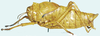 Physemacris variolosa (Linnaeus, 1758): female, lateral view. (Otu).