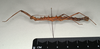 CollectionObject 1559794; db11afe5-2229-42b9-b083-ab3590fa3deb: copyright MIZ, Warsaw. female, lateral view (holotype). (CollectionObject).