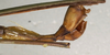 CollectionObject 1560357; NMW 1138, 1ed927ad-88bd-4b68-8141-334367c8647e: copyright NMW, Vienna. male: end of abdomen, lateral view (holotype). (CollectionObject).