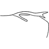 Pygofer, lateral view: Pygofer (holotype of E. facota Beamer), lateral view. (Observation).