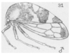 Habitus, lateral view on Cyrtolobus parvulus Woodruff, 1924: (Observation).