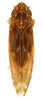 Habitus, dorsal view: Habitus (E. vulnerata Fitch, INHS collection). (Observation).