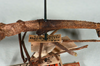 CollectionObject 1561881; 62168397-81e1-4c1e-bfb0-cdb19c7d1b70: copyright USNM, Washington. (CollectionObject).