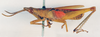 CollectionObject 1531112; 837c9cad-a583-4916-8d35-b4b5e7c88a4d: male, lateral view (holotype). (CollectionObject).