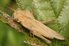 FieldOccurrence 3767; 2f11d0e1-d059-4177-a328-2b039472e560; Costa de Hudson, Arroyo Negro, 2024/04/06: (FieldOccurrence).