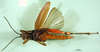 CollectionObject 1576235; aeead622-2f6a-4a46-b1cb-c5a7dd4ba4c5: female, ventral view (paratype). (CollectionObject).
