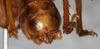 CollectionObject 1532823; 46040265-d0ed-42a5-80c0-6fcae64b59c4: male abdomen tip, dorso-caudal view. (CollectionObject).