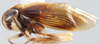 Habitus, lateral view: !! display not done !! on Eusceloidia Osborn, 1923: Eusceloidea nitida, lateral habitus (INHS). (Observation).