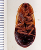 Litopeltis musarum Rehn, 1928: Photo taken by Heidi Hopkins. (Otu).