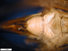 CollectionObject 1530688; 421f35a5-8f55-45f6-b0fc-4931477e9724: female, subgenital plate (syntype). (CollectionObject).