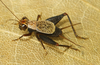 Microlerneca leticia Mello, 1995: male (from type locality). (Otu).