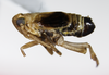 Habitus, lateral view: !! display not done !! on Struebingianella lugubrina (Boheman, 1847): (Observation).