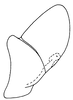 Pygofer, lateral view on Rugosella obrienorum (Freytag & DeLong, 1971): Male: pygofer and valve, lateral view. (Observation).
