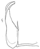 Aedeagus, lateral view: aedeagus, laterally (G. stelliger puncticeps). (Observation).