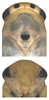 Head: Head. (Observation).