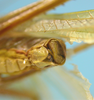 CollectionObject 1542786; DEES #10054, 279e0255-d7ff-4135-a200-5504624c8644: male, apex of the abdomen postero ventral view (holotype). (CollectionObject).