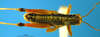 CollectionObject 1578447; 09c2f590-435e-4953-886f-4dc277612e60: male, dorsal view. (CollectionObject).