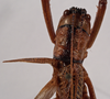 CollectionObject 1534558; c9c7c5c3-327d-4c61-b3f1-922901f78495: female head and pronotum, dorsal view (holotype). (CollectionObject).
