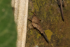 CollectionObject 1599705; 477ed115-6937-42a7-8920-1ae14762bccc: male (paratype). (CollectionObject).
