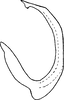 Aedeagus, lateral view on Ederranus sachalinensis (Matsumura, 1911): Aedeagus, lateral view. (Observation).