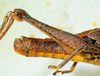 CollectionObject 1498818; 2da30b4f-c860-4267-8220-dc97688621d0: 2012. male, abdomen, lateral view. (CollectionObject).
