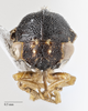 Head: !! display not done !! on Cyrtolobus togatus Woodruff, 1924: (Observation).