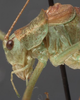 CollectionObject 1506473; 67fc0f01-d5e1-4a2c-b770-f2e3e8a03f9c: male pronotum, lateral view. (CollectionObject).