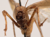 CollectionObject 1534468; 78ae3b67-1f7d-4aaf-bcf6-b830a558b0a3: female, frontal view (holotype). (CollectionObject).