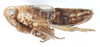 Habitus, lateral view: !! display not done !! on Delphacodes recurvatus Beamer, 1948: (Observation).