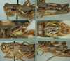 Melanoplus tendoyense Otte, 2012: (Otu).
