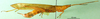 CollectionObject 1500261; a5a184c3-dfac-4f85-9c01-2de6d0a55eb6: male, lateral view (paratype). (CollectionObject).