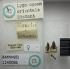 Aspilocoryphus orientale (Distant, 1904): Lygaeosoma orientale. Syntype. (BMNH) - (CC BY-NC 4.0) Photo by Stuart Cole, reproduced with permission from the Natural History Museum, London, UK. (Otu).