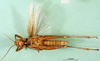 CollectionObject 1501567; 330f1780-bf31-4cfb-ad24-61625eb1dc8e: male, ventral view (syntype of Acridoderes validiceps). (CollectionObject).